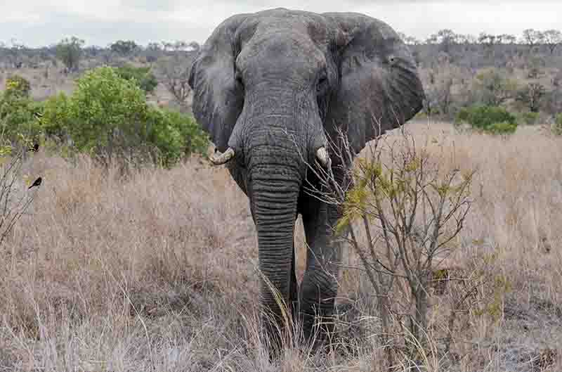49 - Elefante - reserva Sabi Sands - Sudafrica